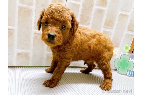 成約済の東京都のタイニープードル-317109の9枚目