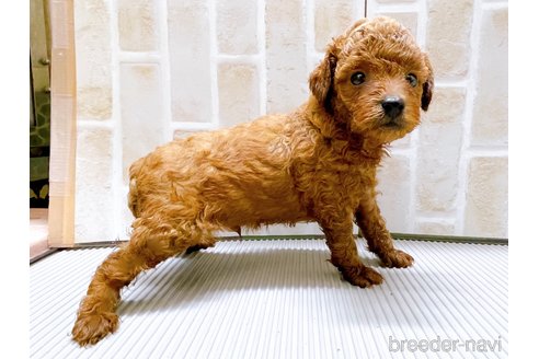 成約済の東京都のタイニープードル-317109の10枚目