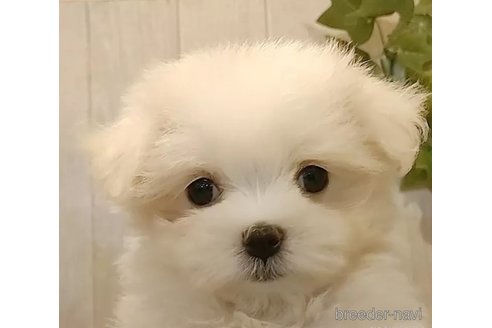 成約済の愛知県のマルチーズ-314106の4枚目