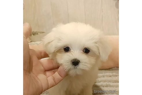 成約済の愛知県のマルチーズ-314107の5枚目