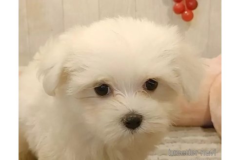 成約済の愛知県のマルチーズ-314107の3枚目