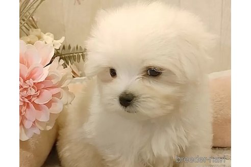 成約済の愛知県のマルチーズ-314108の5枚目