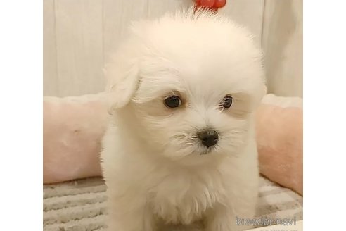 成約済の愛知県のマルチーズ-314108の3枚目