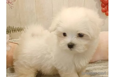 成約済の愛知県のマルチーズ-314108の2枚目