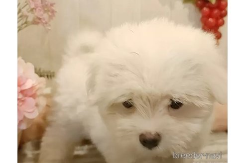 成約済の愛知県のマルチーズ-312571の4枚目