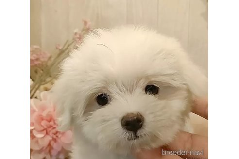 成約済の愛知県のマルチーズ-312571の3枚目