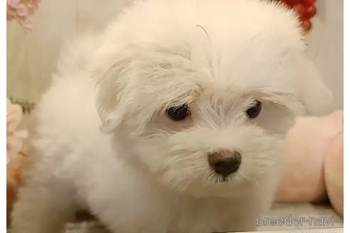 成約済の愛知県のマルチーズ-312571の2枚目