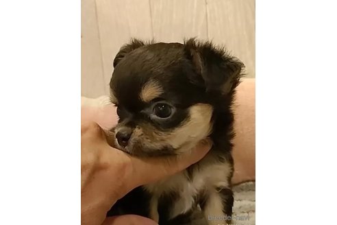 成約済の愛知県のチワワ(ロングコート)-314943の5枚目