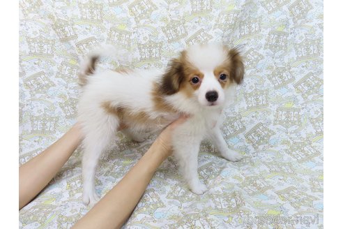 成約済の千葉県のパピヨン-308960の3枚目