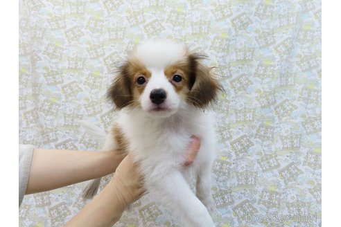 成約済の千葉県のパピヨン-308960の5枚目