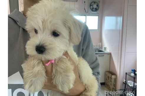 成約済の滋賀県のミックス犬-310122の6枚目