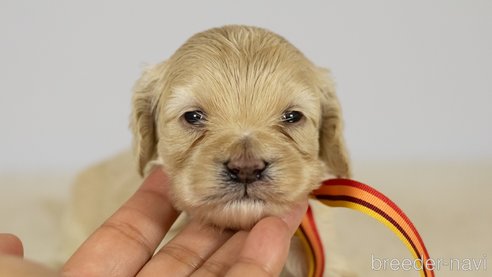 成約済の茨城県のコッカプー:アメリカンコッカースパニエル×トイプードル-317137の4枚目