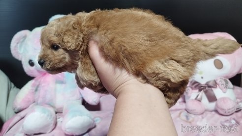 成約済の兵庫県のポメプー:ポメラニアン×トイプードル-317134の5枚目