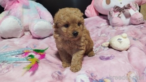 成約済の兵庫県のポメプー:ポメラニアン×トイプードル-317134の7枚目