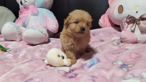 成約済の兵庫県のポメプー:ポメラニアン×トイプードル-317135の2枚目