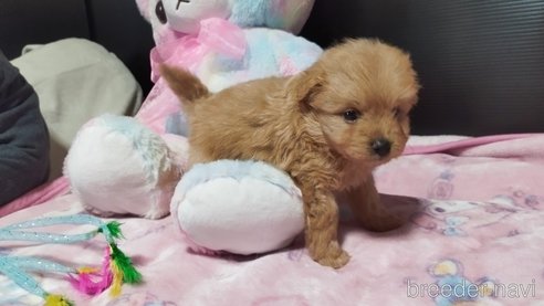 成約済の兵庫県のポメプー:ポメラニアン×トイプードル-317135の7枚目