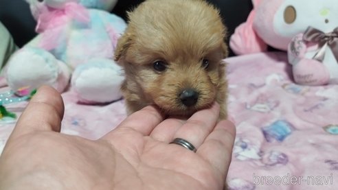 成約済の兵庫県のポメプー:ポメラニアン×トイプードル-317135の8枚目