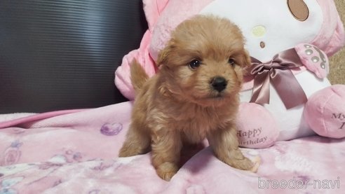 成約済の兵庫県のポメプー:ポメラニアン×トイプードル-317135の9枚目
