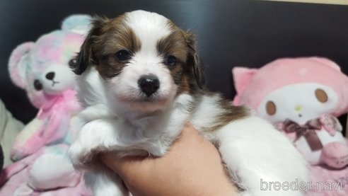 成約済の兵庫県のパピヨン-317144の2枚目