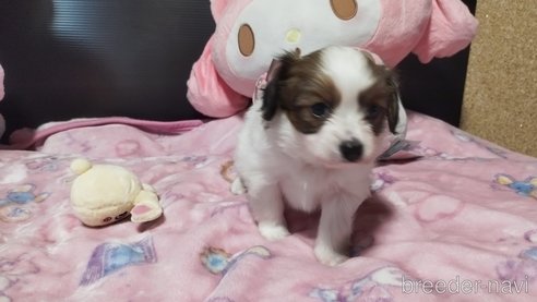 成約済の兵庫県のパピヨン-317144の3枚目