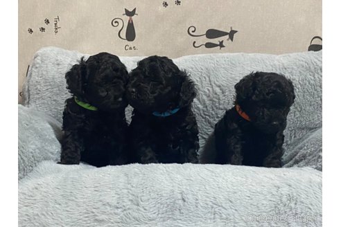 成約済の長野県のトイプードル-317190の14枚目