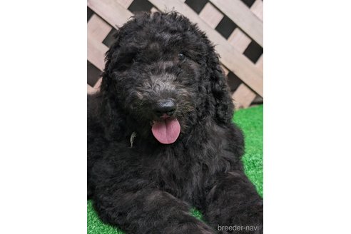 成約済の香川県のスタンダードプードル-312734の6枚目