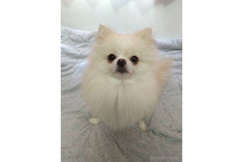 くるみちゃん1枚目
