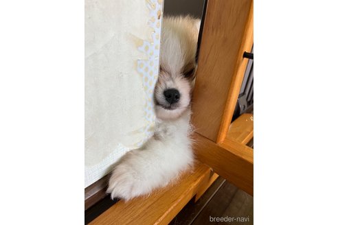 成約済の滋賀県のポメラニアン-309234の9枚目