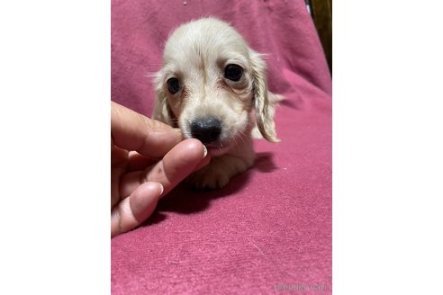 成約済の大分県のカニンヘンダックスフンド(ロングヘアード)-317244の4枚目
