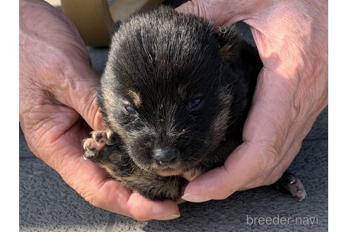 成約済の長崎県の柴犬-317270の2枚目