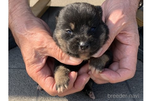 成約済の長崎県の柴犬-317270の3枚目