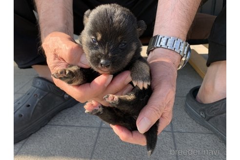 成約済の長崎県の柴犬-317270の4枚目