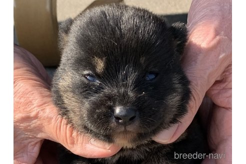 成約済の長崎県の柴犬-317270