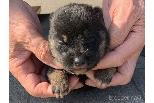 成約済の長崎県の柴犬-317270の5枚目