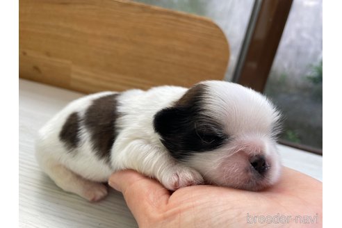 成約済の滋賀県のシーズー-317279の6枚目