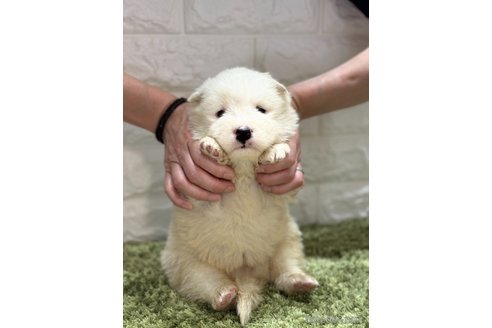 成約済の埼玉県のサモエド-317277の2枚目