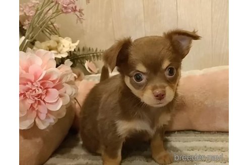 成約済の愛知県のチワワ(ロングコート)-314934の4枚目