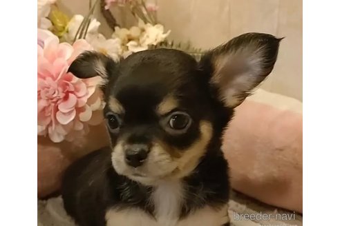 成約済の愛知県のチワワ(ロングコート)-314940の5枚目