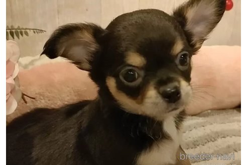 成約済の愛知県のチワワ(ロングコート)-314940の4枚目