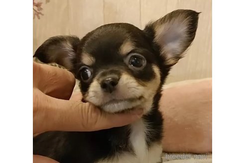 成約済の愛知県のチワワ(ロングコート)-314940の2枚目