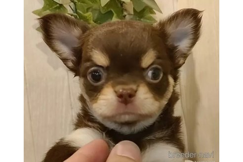 成約済の愛知県のチワワ(ロングコート)-314931の3枚目