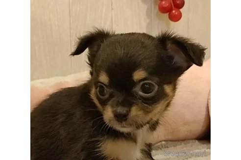 成約済の愛知県のチワワ(ロングコート)-314938の5枚目