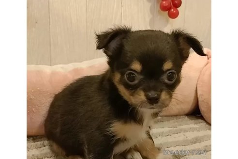 成約済の愛知県のチワワ(ロングコート)-314938の3枚目