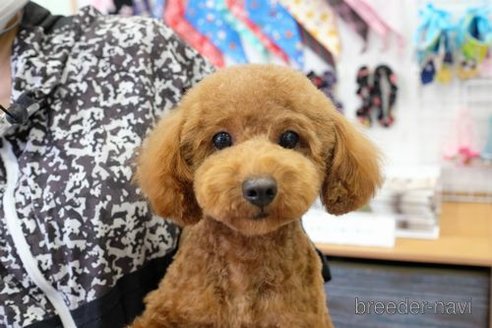 オレンジちゃん1枚目