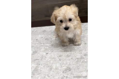 成約済の福岡県のマルキー:マルチーズ×ヨークシャーテリア-314450の7枚目