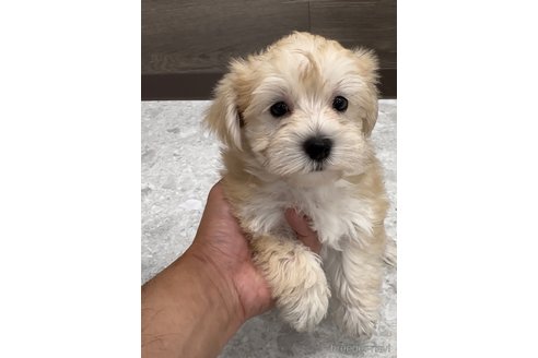 成約済の福岡県のマルキー:マルチーズ×ヨークシャーテリア-314450の8枚目