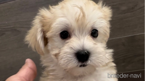 成約済の福岡県のマルキー:マルチーズ×ヨークシャーテリア-314450の6枚目