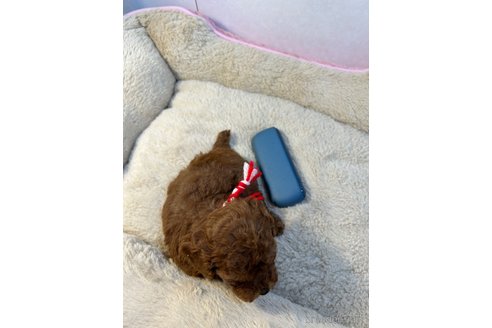 成約済の神奈川県のティーカッププードル-317308の3枚目