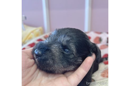 成約済の広島県のミニチュアシュナウザー-317313の3枚目