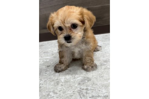 成約済の福岡県のマルキー:マルチーズ×ヨークシャーテリア-314448の5枚目